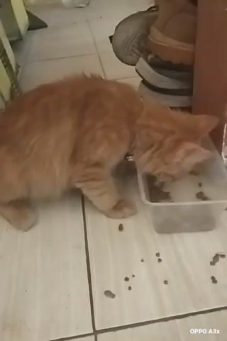 A ginger cat eats from a plastic bowl on a tiled floor. Kibble is scattered around the bowl and on the floor. In the background, a shoe and a metal object are visible. The video is dated and time-stamped.