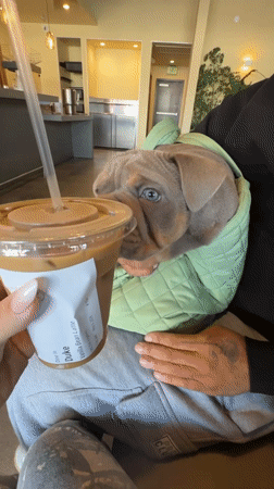 Bulldog puppy in green jacket licks coffee cup in LA