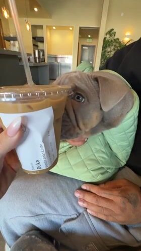 Bulldog puppy in green jacket licks coffee cup in LA