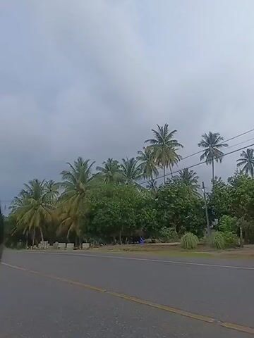 The video captures a scene from the perspective of someone riding on the back of a scooter. In the foreground, the back of the rider's head and shoulders are visible, wearing a dark blue jersey with white lettering that reads "BRANT". The scooter's handlebars and front panel are also visible. The scooter is on a paved road with a yellow dividing line. To the left of the road, there is a dense line of greenery, primarily composed of palm trees and other lush vegetation. Some concrete blocks are stacked along the edge of the road. The sky is overcast with gray clouds. In the distance, more palm trees and trees can be seen, suggesting a tropical or subtropical environment. The camera pans slightly as the scooter moves forward, offering a continuous view of the roadside scenery.