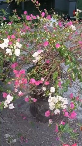 A video captures a plant with vibrant pink and white flowers, along with green leaves. The plant appears to be in a pot or planter. The ground around the plant is covered in gravel or small stones. In the background, a blurry figure is visible, suggesting the presence of people or a structure. The overall scene appears to be outdoors.