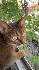 Abyssinian cat spotted on windowsill during spring bloom in Kazan