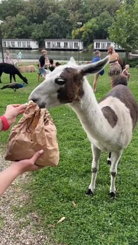 A llama is being hand-fed from a brown paper bag by a person whose hands are visible in the foreground. The llama has brown and white fur, with a distinct brown marking around its eye. It is standing on a grassy area. In the background, there are several other animals, including an alpaca and a peacock. There are also people, some of whom appear to be children, scattered around the area. Behind the animals and people, there is a body of water with several small white buildings along its edge. Trees and foliage form a backdrop to the scene. The overall environment appears to be an outdoor enclosure, possibly a zoo or wildlife park.