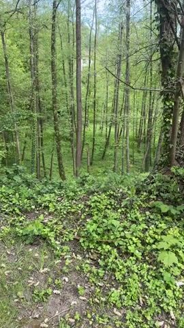 The video presents a lush, green forest scene in Hoeilaart, Belgium, viewed from a slightly elevated position looking downwards into a gentle slope or valley. The dense canopy and undergrowth are vibrant green, indicating springtime or early summer. Numerous slender trees with light-colored bark stand tall throughout the frame, with some thicker, darker-barked trees visible on the right. The forest floor is completely covered in various types of green vegetation, including ground cover and smaller plants. The camera pans slowly from left to right, offering a broad view of the natural landscape. The lighting suggests it is daytime with clear weather. No people, animals, or visible text are present in the video, emphasizing the natural tranquility of the forest.