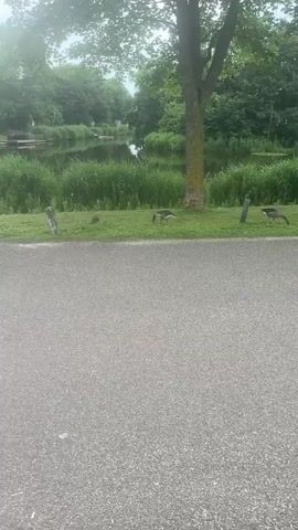 The video shows a paved path in the foreground and a grassy area with trees and a body of water in the background. Several geese are walking on the grass. The weather appears to be overcast.