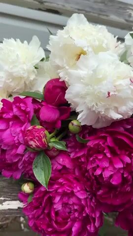 This is a close-up, vertical video of a bouquet of peonies. The bouquet features a mix of vibrant hot pink and pure white peonies, some in full bloom and others as tightly closed buds. The petals of the blooming flowers are lush and ruffled, with some of the white peonies showing hints of pink at their edges. The hot pink peonies are a deep, rich fuchsia color. Green leaves and several green buds with reddish-pink streaks are interspersed throughout the bouquet. The flowers appear to be slightly dewy, suggesting recent watering or perhaps dew from being outdoors.

The background is a softly blurred light gray surface, possibly a wooden siding or fence, with faint horizontal lines suggesting a building's exterior. The lighting is bright and even, indicating it is daytime, likely outdoors given the dew on the flowers and the outdoor setting suggested by the background. There are no people visible in the video. The focus is entirely on the beauty and texture of the peony blooms. The overall mood conveyed is one of natural beauty, freshness, and vibrant color. The location context of Петрищево, Russia, suggests these peonies are likely in season during late spring or early summer, a time when they are commonly in bloom in that region. There is no visible text in the media file.