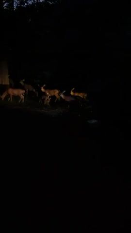 A group of deer are illuminated by a light source in a dark wooded area. The deer appear to be grazing or foraging. The video is dark and grainy, making it difficult to discern fine details. The time stamp indicates the video is approximately 4 seconds long.