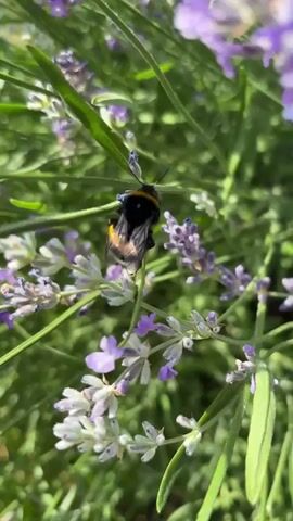 A close-up shot shows a bumblebee crawling on a lavender plant. The bumblebee is black and yellow. The lavender plant has purple flowers and green stems. The background is blurred.