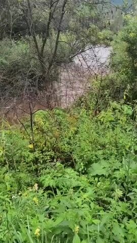 The video shows a muddy, fast-flowing river surrounded by dense green foliage and trees. The water is a murky brown color, indicating sediment or silt. Branches and debris are visible in the water and along the banks. The vegetation is lush and overgrown, with some trees having bare branches, suggesting it might be late spring or early autumn. The overall impression is of a wild, natural environment, possibly experiencing increased water flow due to recent rainfall.