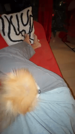 Woman relaxes with Pomeranian, cooks in Warsaw apartment