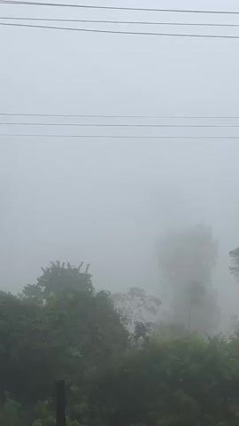 The video captures a foggy morning with trees and vegetation. Power lines are visible across the top of the frame. In the foreground, a palm frond and a yellowish plant are in focus, obscuring the misty background. The fog creates a diffused, ethereal atmosphere, with the shapes of trees and bushes visible as silhouettes. The scene suggests a natural, possibly rural or suburban, environment experiencing heavy fog.