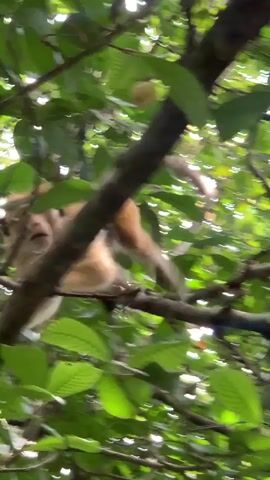 The video shows a monkey sitting on a tree branch, eating a round, light-colored fruit. The monkey is light brown and cream-colored, blending with the bark of the tree branch. The monkey is surrounded by green leaves that create a dense canopy. The shot is taken from below, looking up into the tree.