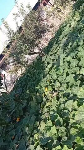 The video shows a dense patch of green, leafy plants, possibly a pumpkin or squash vine, growing in an outdoor setting. The plants are lush and abundant, covering a large area and creating a thick carpet of foliage. Small yellow flowers are visible amongst the leaves, suggesting that the plants are in bloom. A tree with dark green leaves stands to the left of the plants, and part of a building with a corrugated roof can be seen in the background. The scene appears to be bathed in natural sunlight, casting shadows and highlighting the textures of the leaves. The camera is angled slightly upwards, providing a view of the plants from below. The overall impression is one of natural growth and abundance in a garden or yard.
