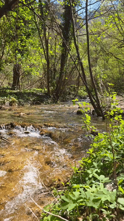 Spring stream flows through Bulgarian monastery forest