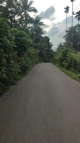 A low-angle, mobile video shows a narrow asphalt road flanked by lush greenery. The road appears slightly inclined, leading towards a horizon obscured by the verdant foliage. Tall palm trees interspersed with other dense vegetation line both sides of the road, creating a tunnel-like effect.  The sky overhead is overcast with a mix of gray clouds, casting a soft, diffused light on the scene. The video is stable, suggesting a slow, steady movement along the road. No people or vehicles are visible in the frame.