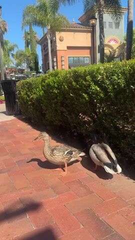 The video shows two ducks on a brick walkway next to a tall, green hedge. The duck on the left is brown mottled, with a patch of blue on its wing, and it is looking to the left. The duck on the right is gray and white, with a green patch on its head. The walkway is made of red bricks. Behind the hedge is a building with a beige facade, a red tile roof, and several windows. Palm trees are visible in the background, and the sky is blue and clear. There is a black trash can next to the hedge on the left side of the frame.