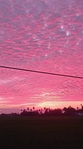 A landscape video captures a vibrant pink sky filled with textured clouds. A power line stretches horizontally across the frame, dividing the sky from the land below. The land features a dark green field in the foreground and a line of silhouetted trees, including palm trees, in the midground. The background reveals a faint hint of buildings and a hazy sunrise or sunset. The video appears to be a still shot with minor camera movement.
