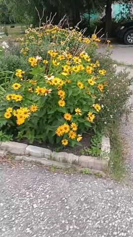 A medium shot video shows a flower bed with many yellow and some white daisy-like flowers. The flowers are in full bloom with many green leaves. The flower bed is bordered by concrete stones. The ground in front of the flower bed is covered with gray gravel and pavement. The background shows a hint of green foliage, trees, and a building, possibly a house or a business. Some thin, dry branches are interspersed among the flowers. The lighting suggests it is daytime, possibly overcast.