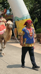 Camel ride in Nanshan District, China