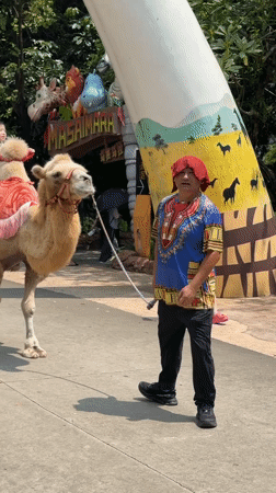 Camel ride in Nanshan District, China