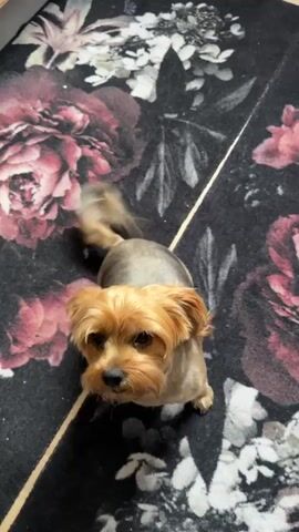 A close-up shot shows a small, light brown dog with its fur trimmed short on its body and longer on its head and tail. The dog is looking up at the camera, with its ears perked. The dog is standing on a dark rug with a large floral pattern featuring pink and white flowers. The camera is positioned directly above the dog and slowly zooms in.