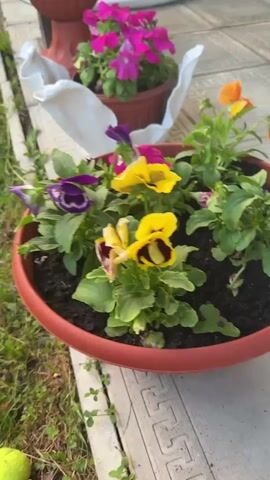 The video shows a close-up view of several potted plants outdoors. The main focus is a large, oval terracotta-colored pot filled with a variety of colorful pansies. The pansies are in shades of yellow, purple, and orange, with some featuring dark markings in their centers. The plants appear healthy and vibrant, with lush green foliage.

Behind the main pot, another terracotta pot is visible, containing bright pink petunias. This pot is partially covered by a white cloth that seems to be draped around it. Further in the background, another taller terracotta pot stands on a pedestal, holding some greenery.

The setting appears to be a patio or garden area, with light-colored paving stones visible beneath the pots. Green grass and some other plants can be seen along the edge of the patio. The lighting suggests it is daytime, possibly late afternoon, given the soft quality of the light. There are no people visible in the video. The overall mood is peaceful and serene, highlighting the beauty of the blooming flowers. The visible text "Тмз Снт, Russia" indicates the location where the video was recorded.