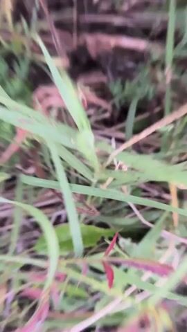 The video shows a low-angle view of a grassy field filled with small white and purple flowers. The camera is moving forward through the vegetation, and the focus shifts slightly throughout. The lighting suggests it is either early morning or late evening, with a soft, diffused light. The background is out of focus but appears to be more trees and foliage.