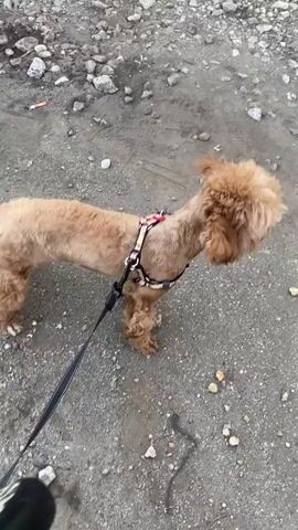 A small, light brown dog with curly fur is walking on a leash. The dog is wearing a patterned harness. The ground appears to be a dirt path with scattered rocks and some dry vegetation. The perspective is from the owner, looking down at the dog. The dog is moving away from the camera and slightly to the right.