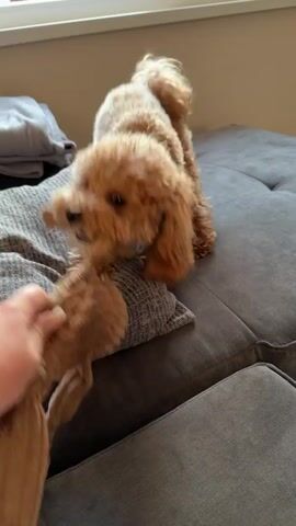 The video shows a small, light brown poodle mix lying on a gray couch and playing tug-of-war with a light brown corduroy toy held by a human hand. The dog is on top of a gray patterned pillow and is pulling on the toy with its teeth. The couch is positioned near a window. The person's hand is visible holding the toy, and they are wearing a gold bracelet. There's also a gray folded sweatshirt on the couch behind the pillow.