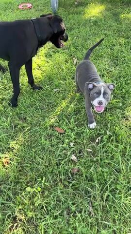 A gray and white pit bull puppy with blue eyes is playing in the grass. The puppy is wearing a blue collar. A person's hand is reaching out to pet the puppy. A portion of a black dog's leg is visible in the background. The ground is covered in green grass. The video is shot from a high angle, looking down at the puppy.