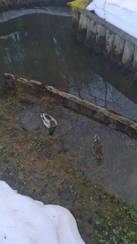 Two ducks are seen from an overhead perspective in shallow, murky water. On the left, a male mallard with a green head, white collar, and chestnut breast is standing in the water near the muddy bank, facing towards the shore with its head down, possibly foraging. Further out in the water, a female mallard, with characteristic mottled brown plumage, is also visible, appearing to dabble or search for food.

The water reflects the muted tones of bare tree branches. The scene is bordered by snow-covered banks on both sides of the water. A wooden structure, possibly a bridge or bank reinforcement, runs along the left edge of the water. The ground visible through the shallow water is muddy with some sparse green vegetation. The presence of snow suggests a winter or early spring setting.