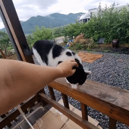 Rainy afternoon in rural Dunnae-myeon, cats and countryside