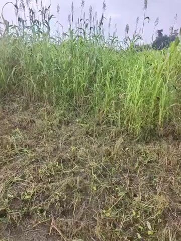 The video shows a path through a field. The path is covered with dry grass and debris. Tall green plants line the sides of the path, some with seed heads. In the background, there is more greenery, possibly a larger field or trees, under a cloudy sky. The camera appears to be moving forward along the path.