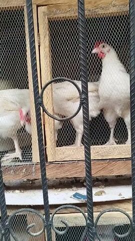 The video shows a close-up view of three white chickens inside a wooden enclosure with a wire mesh front. The chickens have red combs and wattles. The enclosure appears to be made of rough wood and is secured with a metal grate in the foreground. The chickens are standing and pecking at something on the ground. The environment appears to be outdoors, with some dirt and debris visible around the enclosure.