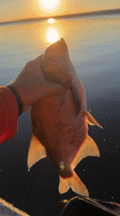 Evening fishing on the Kama River, Chaikovsky, with a solid catch