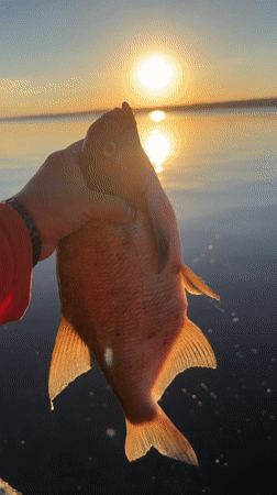 Evening fishing on the Kama River, Chaikovsky, with a solid catch