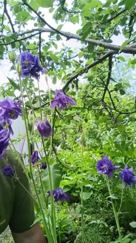A man wearing a green t-shirt and a bandana is looking at purple flowers in a garden. The man is in the foreground of the video, and the flowers are in focus. The background of the video is blurred, but it appears to be a garden with trees and other plants. The man's eyes are wide, and he appears to be surprised.