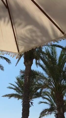 The video captures an upward-facing view of a light-colored umbrella with tasseled trim, casting shadows. Beneath the umbrella, several palm trees with textured trunks and green fronds are visible against a clear blue sky. The scene suggests a sunny outdoor setting, possibly a beach or resort, with the umbrella providing shade.