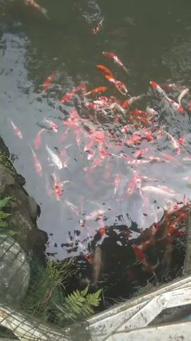 The video shows a pond filled with a large number of koi fish. The fish are predominantly red and white, with some solid red and solid white individuals as well. They are actively swimming and moving around in the water. The water is dark, and the bottom of the pond is not clearly visible. There is some greenery around the edge of the pond, including grass and what appears to be a metal fence or structure. The camera appears to be stationary and focused on the pond from an elevated position.