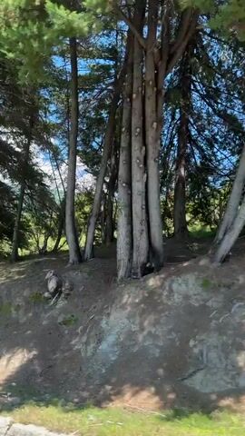 The video shows a sunny, natural landscape as seen from a moving vehicle. Dense coniferous trees, possibly cypresses or pines, dominate the foreground and midground, casting shadows on the ground. Their trunks are visible, ranging from light gray to darker brown, with green foliage. Behind the trees, patches of bright green grass and other shrubs are visible under a clear, vibrant blue sky. In some frames, what appear to be wooden fence posts can be seen through the trees, suggesting a boundary or pasture beyond the wooded area. The ground beneath the trees is a mix of dirt and dry grass, with some exposed roots and scattered branches. The camera continuously moves forward, panning across the scenery. The location is Viadati Eshyra, Abkhazia.