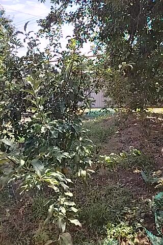 This video shows an outdoor scene with trees. The video appears to be taken from a handheld device, as it is shaky and tilted. The trees are green and leafy, and there is some grass and dirt visible on the ground. The lighting suggests it is daytime. The camera is panning slowly to the right, revealing more of the trees and the surrounding environment. No people or animals are visible.
