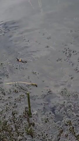 The video shows two small snakes swimming in murky, shallow water. The water is filled with dense, green aquatic vegetation and scattered brown debris. The snakes are dark in color with some yellow markings on their heads. One snake is closer to the foreground and is actively swimming, while the other snake is further back and appears to be submerged with only its head visible. The lighting suggests it is daytime.