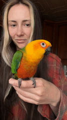 Woman with Sun Conure parrot observed indoors during Khimki snowfall