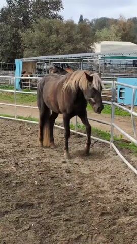 The video shows a horse standing in a dirt pen near a white metal fence.  The horse is mostly dark colored, but has a light colored mane and tail.  The horse stands near the fence and seems to be rubbing its head against the fence.  In the background are several more horses in a larger enclosure with shelters.  Trees are visible in the far background. The sky is overcast.