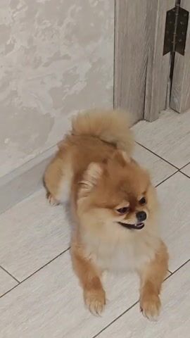 A small, light brown Pomeranian dog lies on a tiled floor with its tongue sticking out. The dog is looking to its right. A black cat walks into the frame from the right, its back facing the camera. The cat has white paws. The cat approaches the dog. The dog lifts its head and looks at the cat. The cat's tail is visible. The floor is light gray and tiled. A wall with textured wallpaper is behind the dog. A doorframe is to the right of the scene.