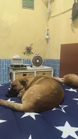 The video shows two dogs resting on a bed with a blue and white star-patterned bedspread. The dog in the foreground is a tan-colored dog curled up on its side, facing left. The dog in the background is a lighter tan-colored dog, lying on its back with its legs in the air, facing right. The dogs are in a room with yellow walls. In the background, there is a fan on a wicker table, a clock, and a shelf with some items. There is also a dark brown headboard behind the dogs. The lighting appears to be artificial, possibly from a lamp or overhead light, casting a warm glow on the scene.