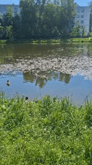 Toddler feeds birds at Saint Petersburg waterfront park