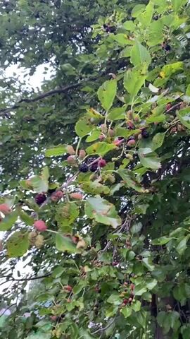 The media file displays a close-up view of a mulberry tree, laden with ripening mulberries. The perspective is from below, looking up into the branches, suggesting the viewer is standing beneath the tree. The leaves are green, though some show signs of browning or spotting, indicating the season is likely late summer or early autumn. The mulberries themselves are a mix of colors, from pale green and pink to deep purple and black, suggesting they are at various stages of ripeness. The lighting appears to be natural daylight, possibly overcast given the soft illumination and lack of harsh shadows. The setting is outdoors, in what is suggested to be a natural or garden environment in Kursk, Russia. No people or other objects are visible, and the focus is solely on the fruit-bearing tree. The overall impression is one of abundance and the natural process of fruit maturation. There is no visible text in the media file.
