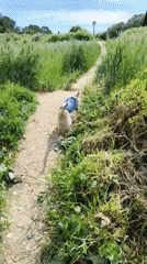 Dog walk documented in Ripollet parks and fields