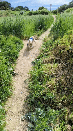 Dog walk documented in Ripollet parks and fields